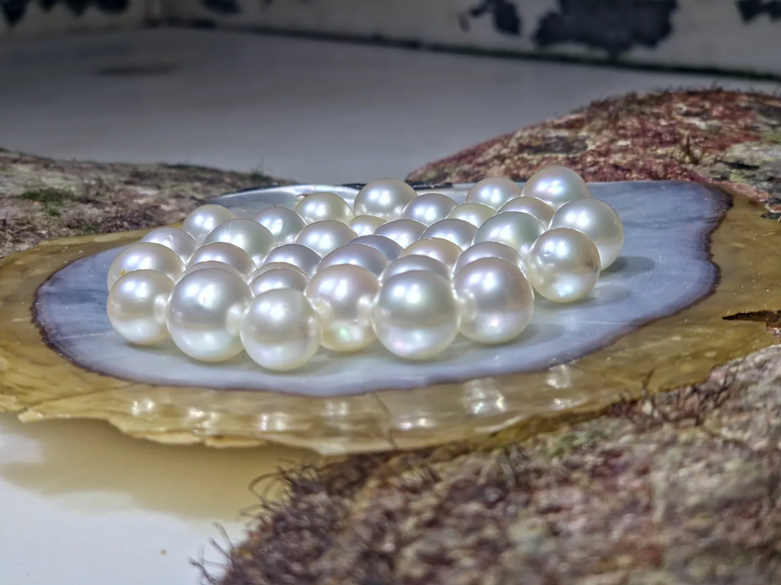 Butiran mutiara di atas cangkang