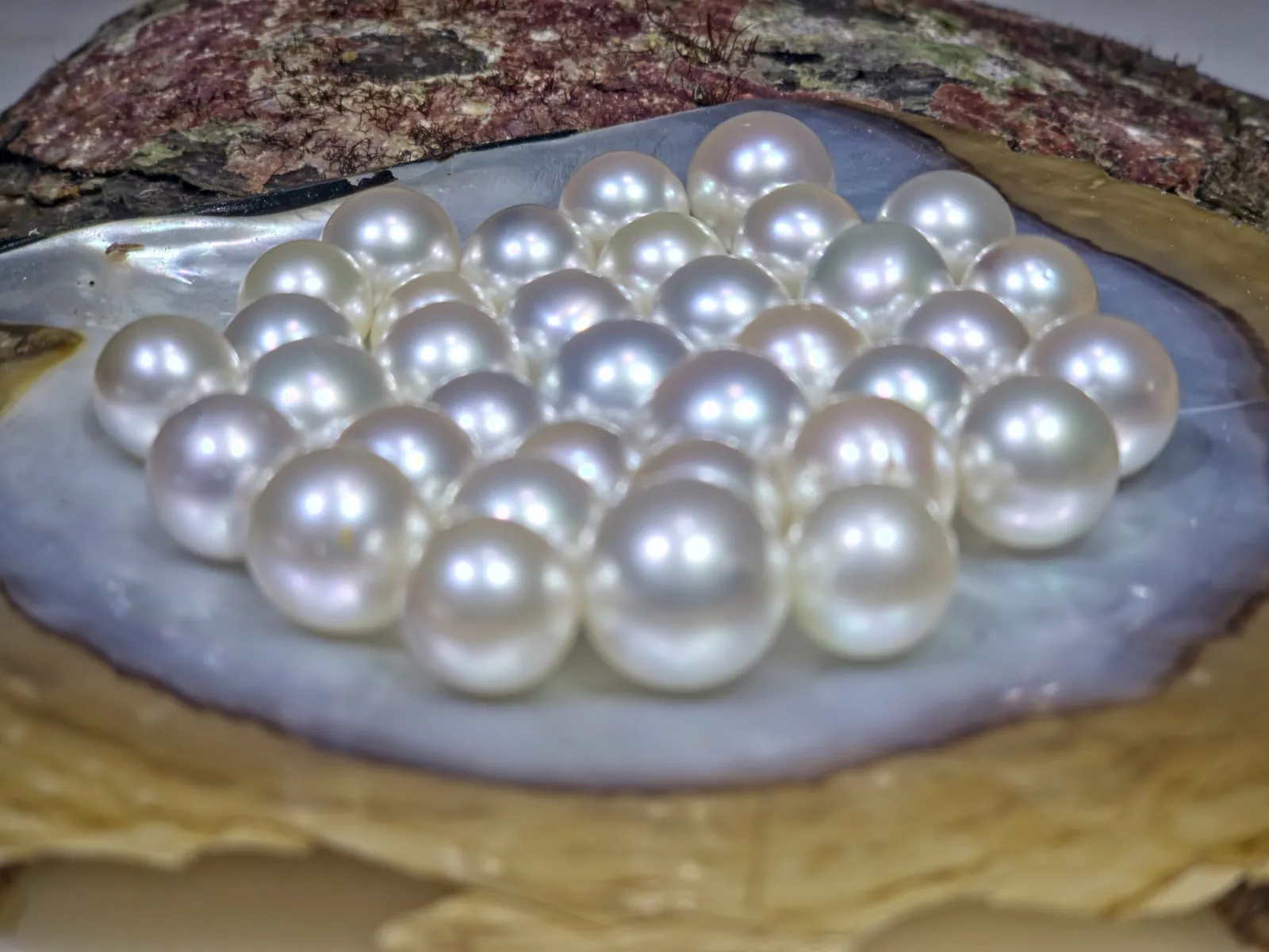 Mutiara laut selatan hasil panen