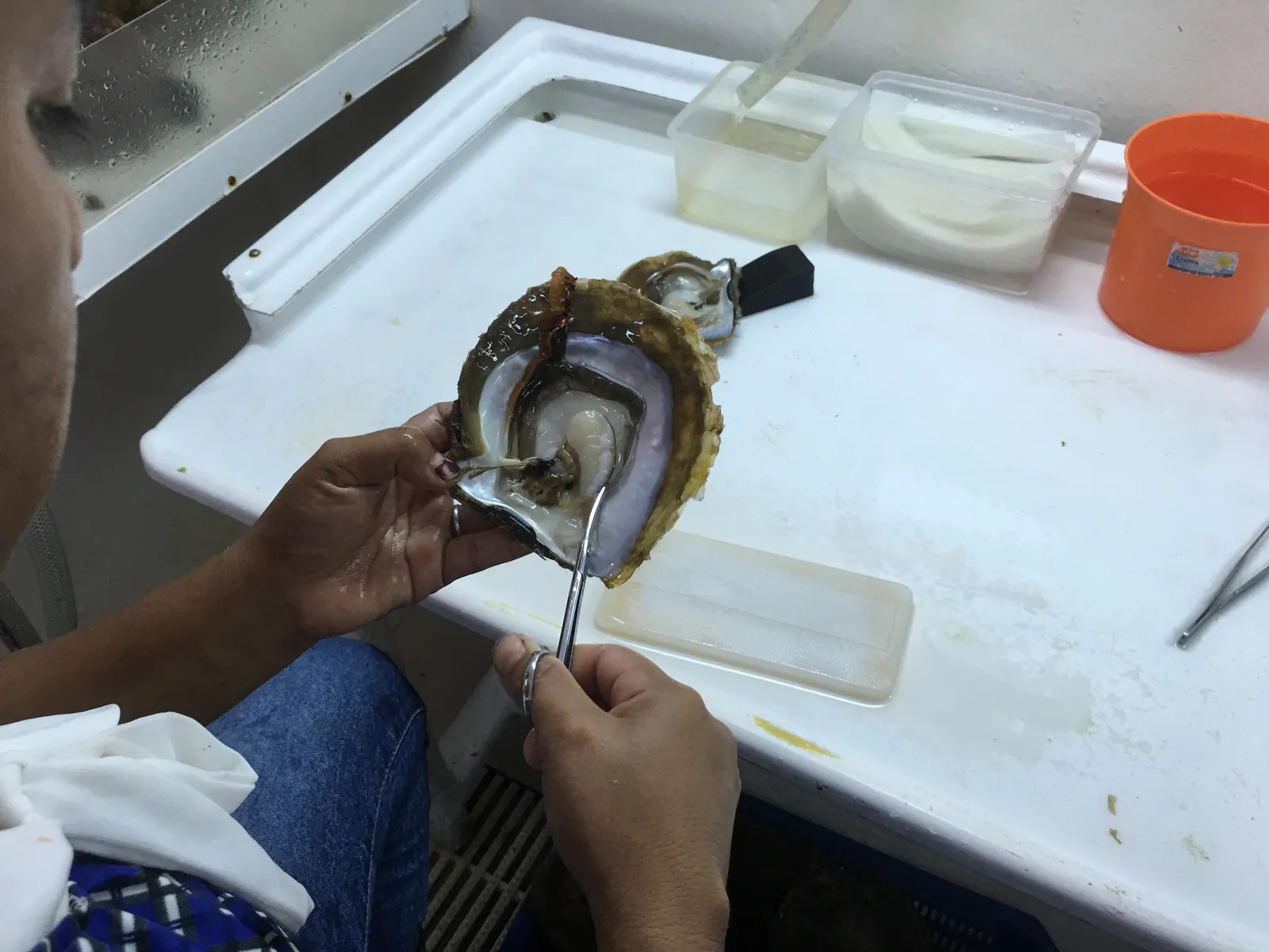 Pengambilan jaringan saibo