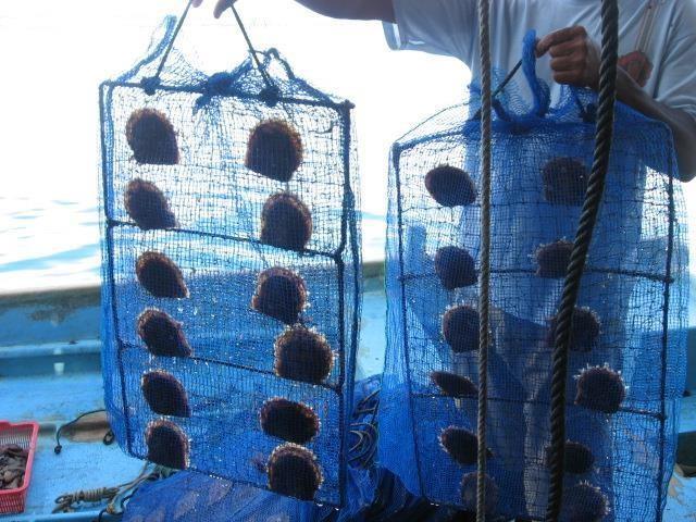 Panel budidaya