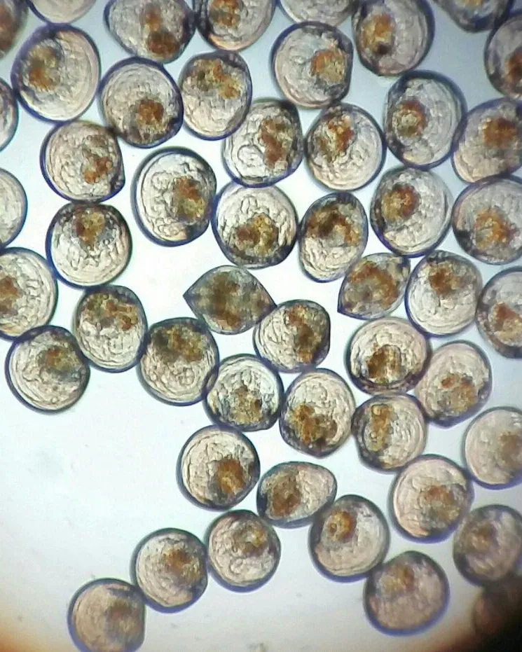 Larva tiram mutiara di bawah mikroskop