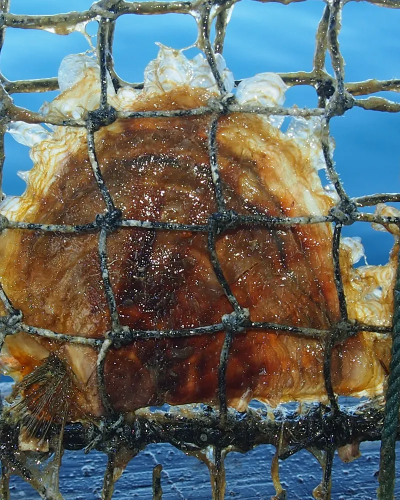 Tiram mutiara muda di jaring