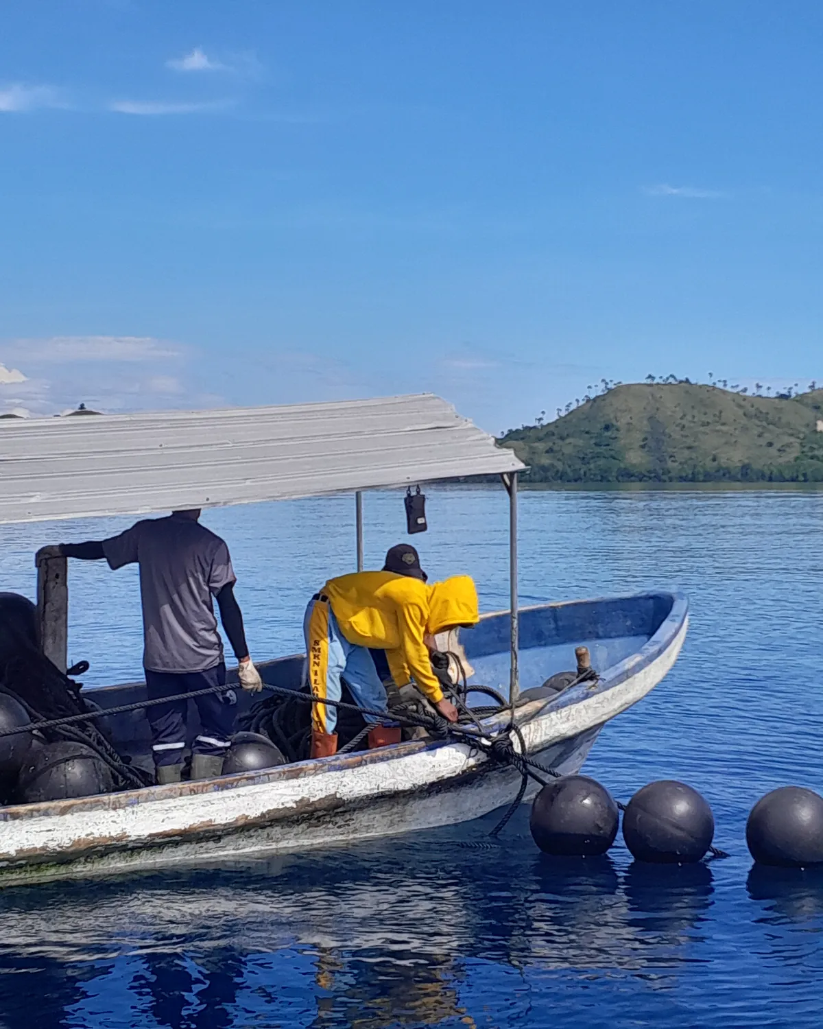 Pekerja budidaya di perahu, di antara pelampung longline