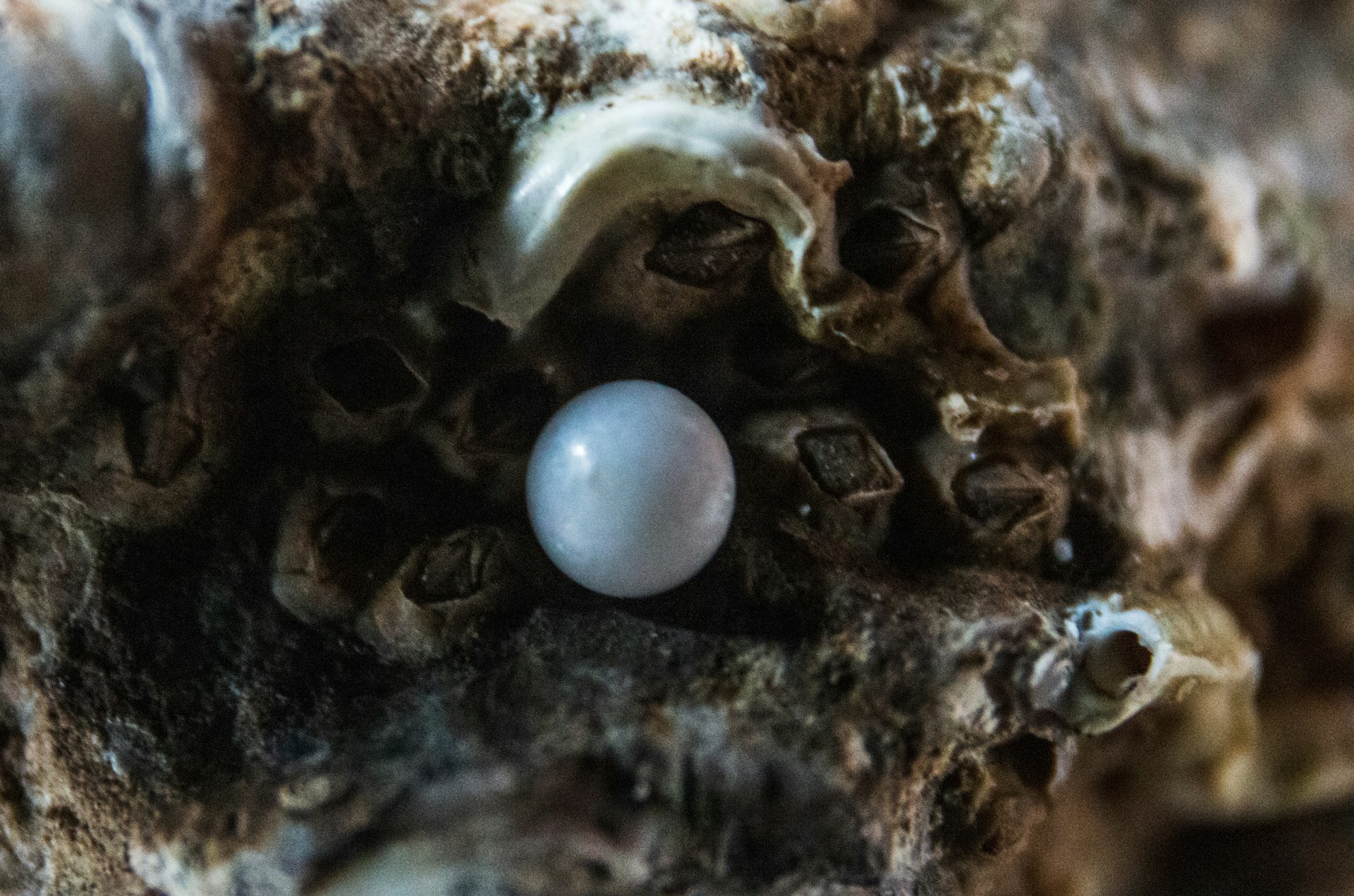 Mutiara di dalam cangkang